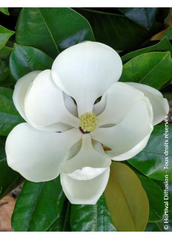 MAGNOLIA grandiflora FRANCOIS TREYVE