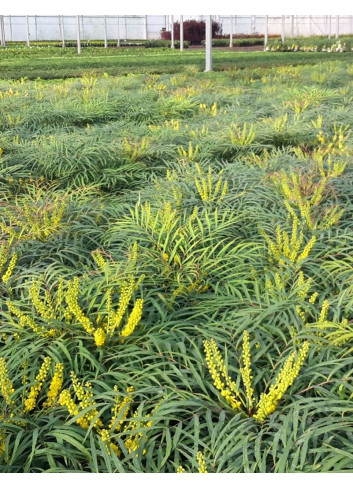 MAHONIA eurybracteata SOFT CARESS