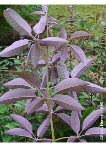 VITEX agnus-castus FLIP SIDE®