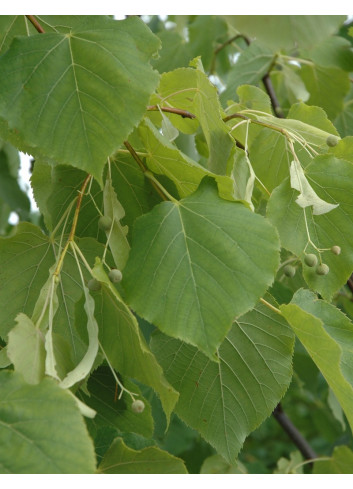 TILIA flavescens GLENLEVEN