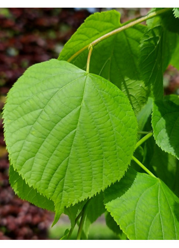 TILIA europaea PALLIDA