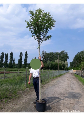 CRATAEGUS laevigata PAUL'S SCARLET En pot de 25-30 litres forme tige hauteur du tronc 180-200 cm