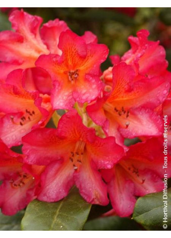 RHODODENDRON SCYPHOCALYX