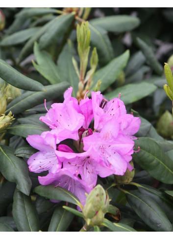 RHODODENDRON ROSEUM ELEGANS