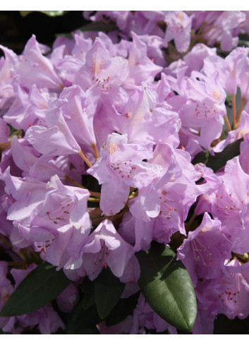 RHODODENDRON PONTICUM