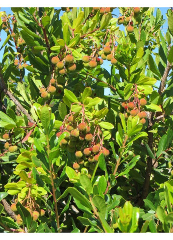 ARBUTUS unedo COMPACTA