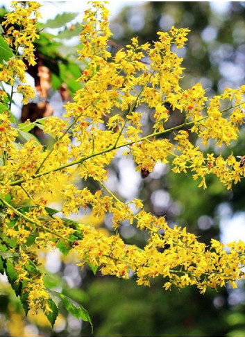 KOELREUTERIA paniculata