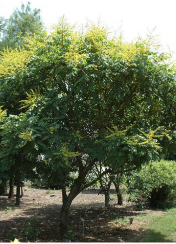 KOELREUTERIA paniculata