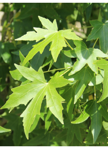 LIQUIDAMBAR styraciflua