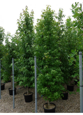 LIQUIDAMBAR styraciflua En pot de 35-50 litres forme tige ramifiée