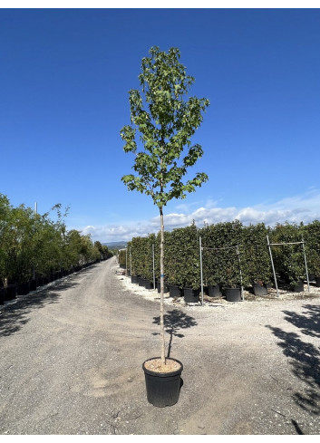 LIQUIDAMBAR styraciflua En pot de 25-30 litres forme tige hauteur du tronc 180-200 cm