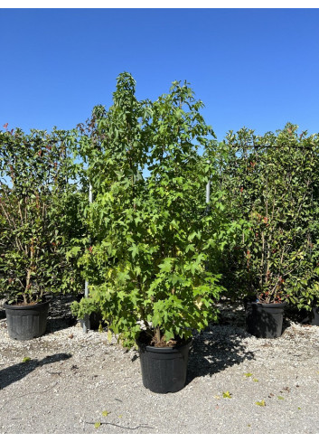 LIQUIDAMBAR styraciflua En pot de 70-90 litres forme cépée