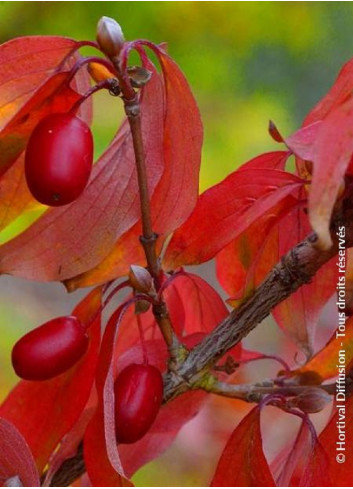 CORNUS officinalis