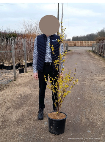 CORNUS officinalis En pot de 15-20 litres forme forme baliveau