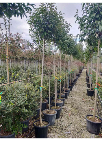 LIGUSTRUM japonicum En pot de 25-30 litres forme tige hauteur du tronc 180-200 cm