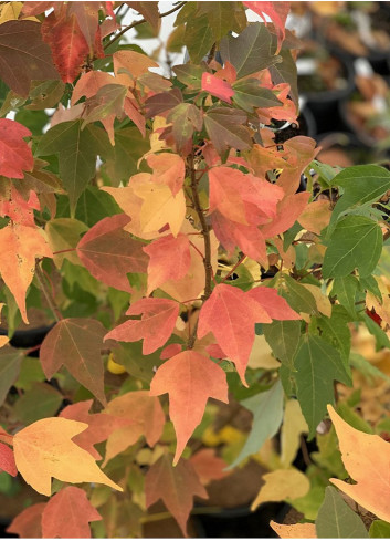 ACER buergerianum