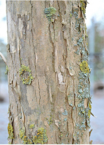 ACER buergerianum