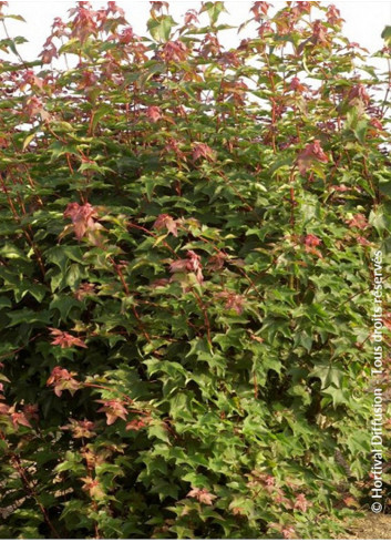 ACER cappadocicum RUBRUM