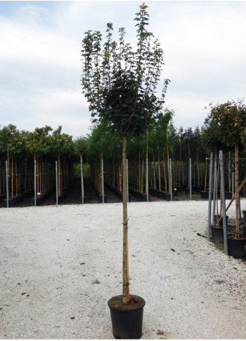 ACER campestre NANUM En pot de 25-30 litres tige hauteur du tronc 180-200 cm