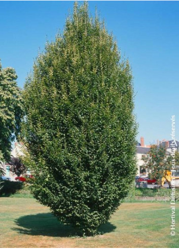 CARPINUS betulus FASTIGIATA