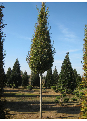 CARPINUS betulus FASTIGIATA