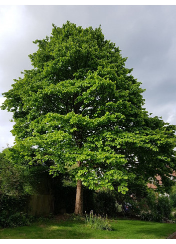 CORYLUS colurna