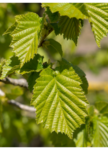 CORYLUS colurna