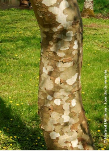 PLATANUS acerifolia