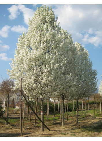 PYRUS calleryana CHANTICLEER