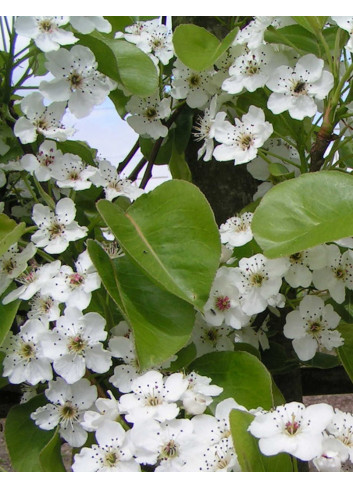 PYRUS calleryana CHANTICLEER