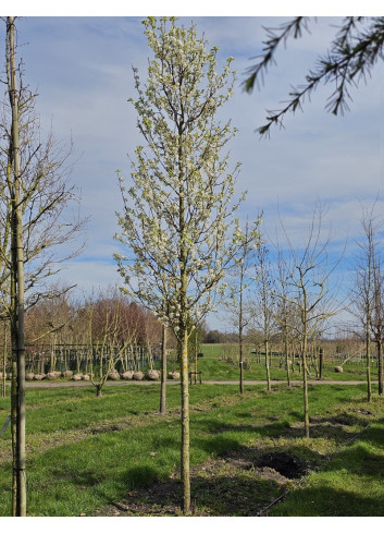 PYRUS calleryana CHANTICLEER