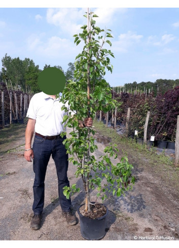 PYRUS calleryana CHANTICLEER En pot de 15-20 litres forme baliveau