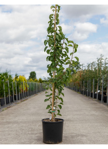 PYRUS calleryana CHANTICLEER En pot de 15-20 litres forme baliveau