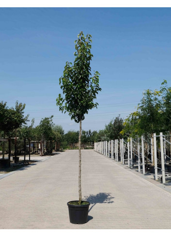 PYRUS calleryana CHANTICLEER En pot de 25-30 litres forme tige hauteur du tronc 180-200 cm