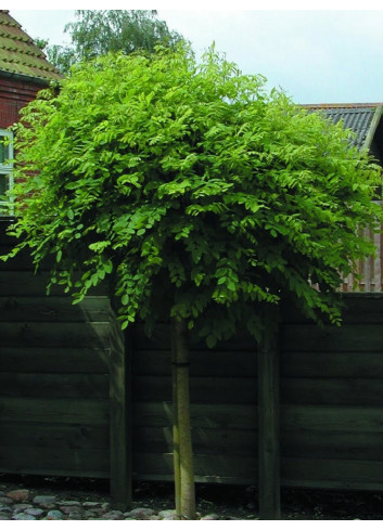 ROBINIA pseudoacacia UMBRACULIFERA