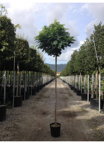 ROBINIA pseudoacacia UMBRACULIFERA En pot de 15-20 litres forme tige hauteur du tronc 180-200 cm