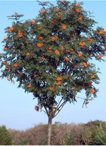 SORBUS aucuparia