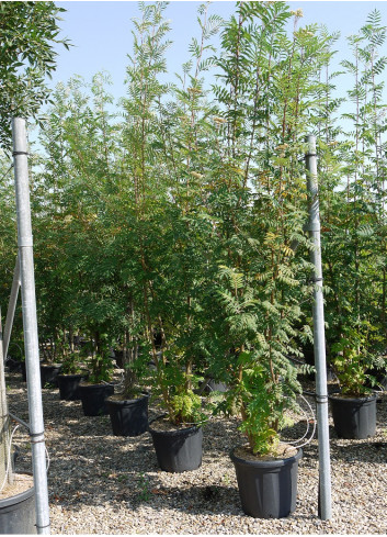 SORBUS aucuparia En pot de 35-50 litres