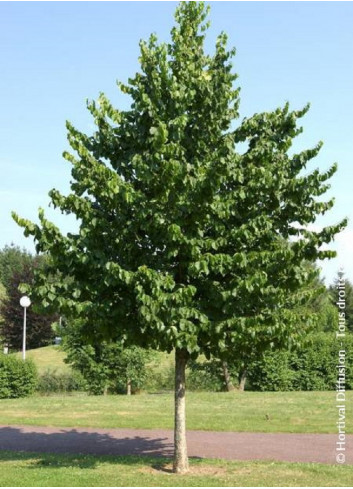 TILIA platyphyllos