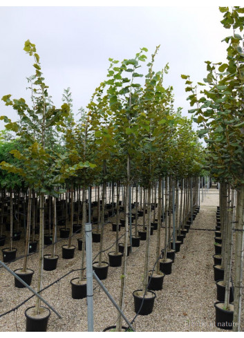 TILIA platyphyllos En pot de 35-50 litres forme tige hauteur du tronc 180-200 cm