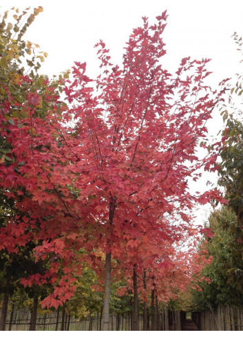 ACER rubrum