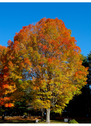 ACER saccharum