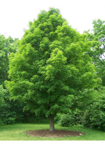 ACER saccharum