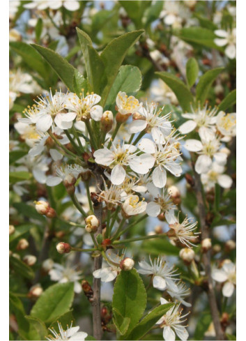 PRUNUS fruticosa GLOBOSA