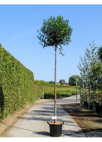 PRUNUS fruticosa GLOBOSA En pot de 30-35 litres forme tige hauteur du tronc 180-200 cm