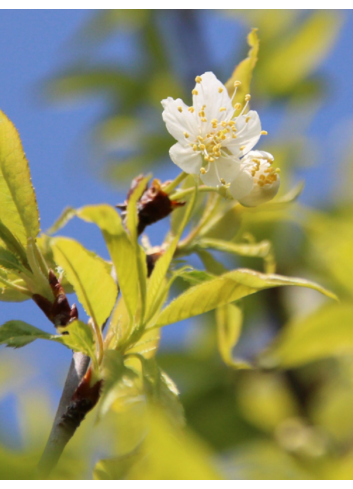 PRUNUS serrula