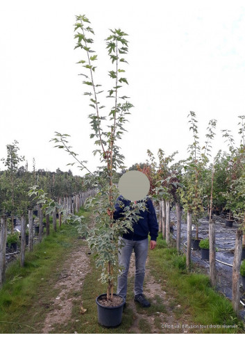 ACER platanoides DRUMMONDII En pot de 15 litres forme baliveau