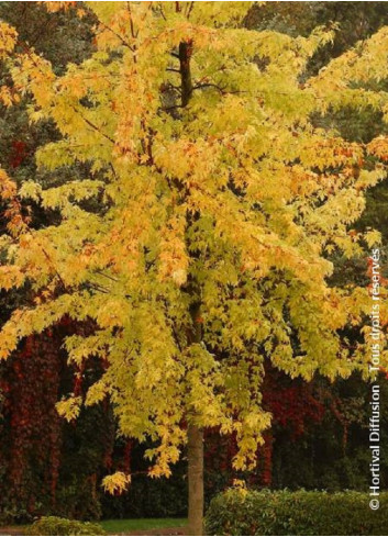 ACER saccharinum LACINIATUM WIERI