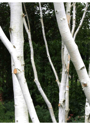 BETULA utilis