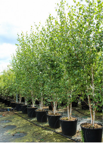 BETULA utilis En pot de 90-110 litres forme cépée